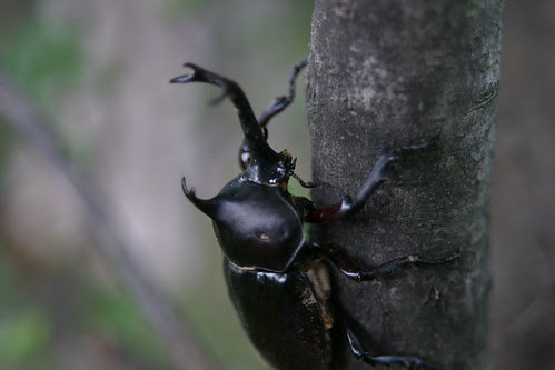 カブトムシ(beetle)