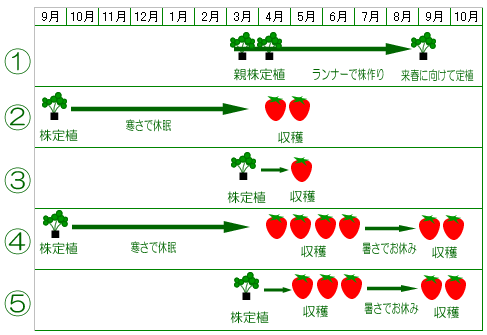 いちごの苗っていつ植えるの 水耕栽培ｑ ａ
