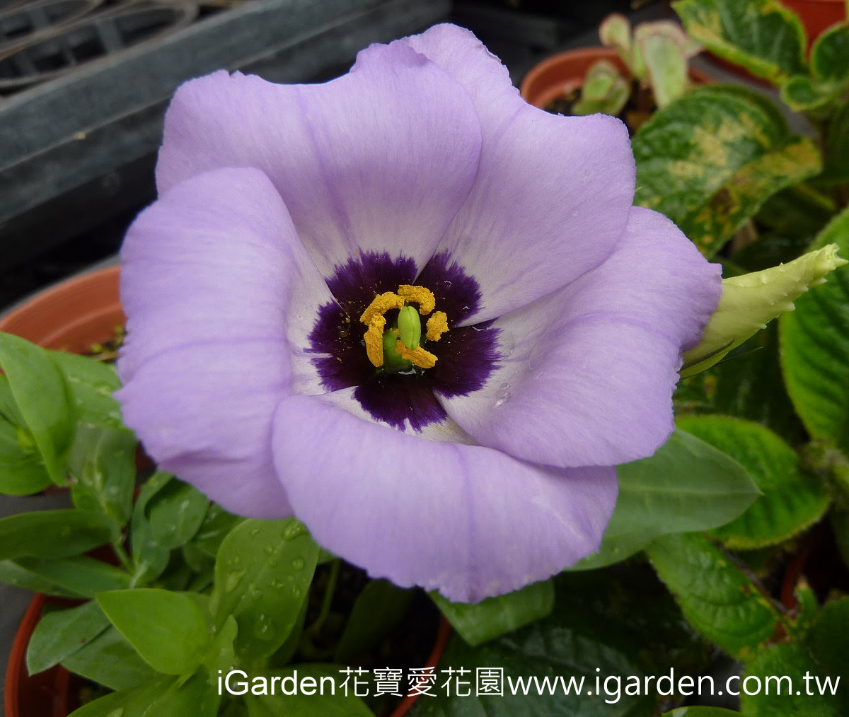 第666回花謎擂台 | iGarden花寶愛花園