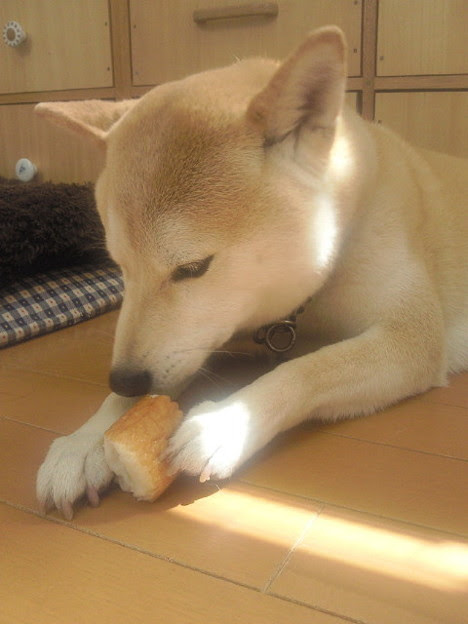 ちくわを食べるうちの犬 柴 写真共有サイト フォト蔵