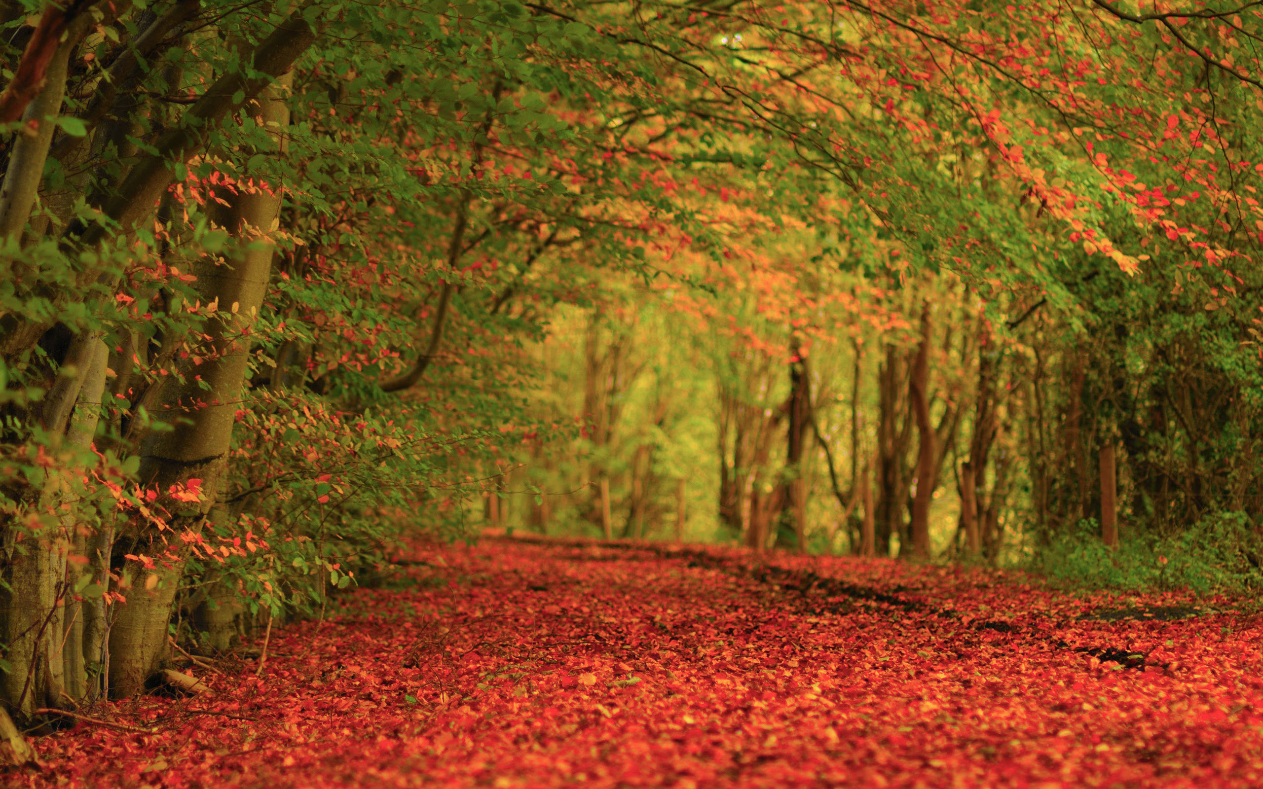 Fall Foliage Wallpaper For Desktop Wallpapersafari HD Wallpapers Download Free Map Images Wallpaper [wallpaper684.blogspot.com]