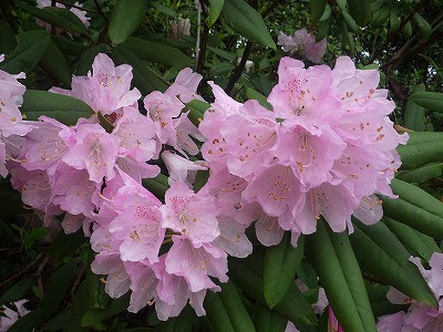 シャクナゲの花がキレイです 長崎バイオパーク Zooっと近くにふれあえる九州の動物園 植物園