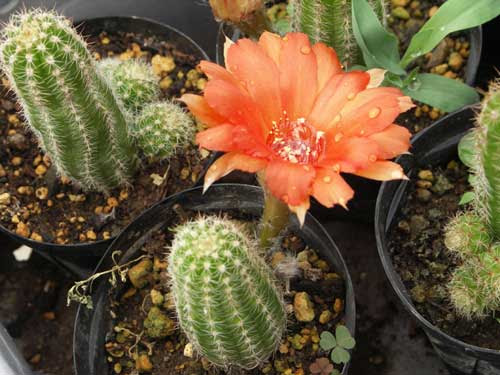 オレンジの花がきれいな長いサボテン 長野電波技術研究所 附属温室