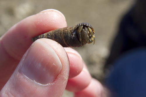 wee hermit crab