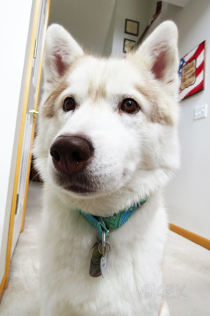 IMG_6036CamCollar