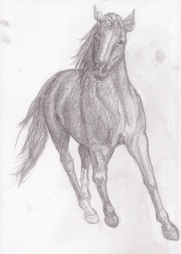 無色のうつーじん 馬の写真集と鉛筆画