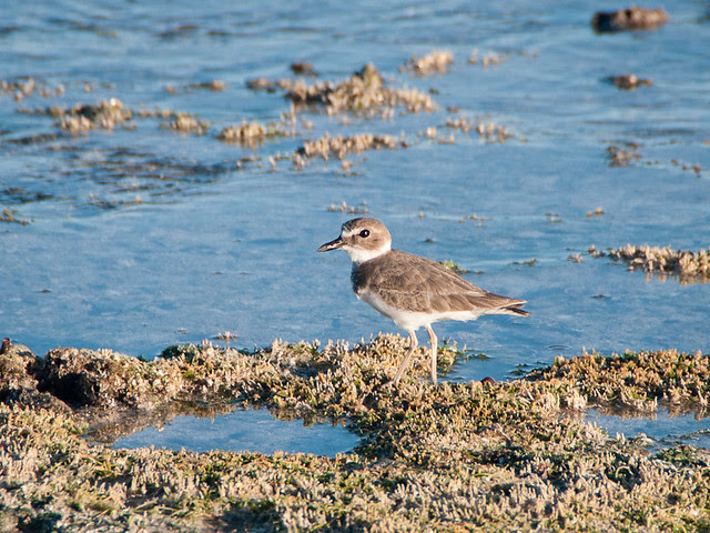Sanderling