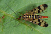 Scorpion Fly