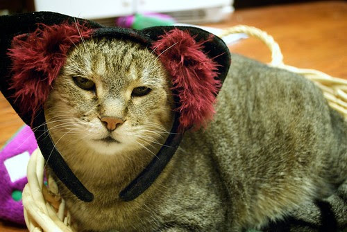 animal cruelty