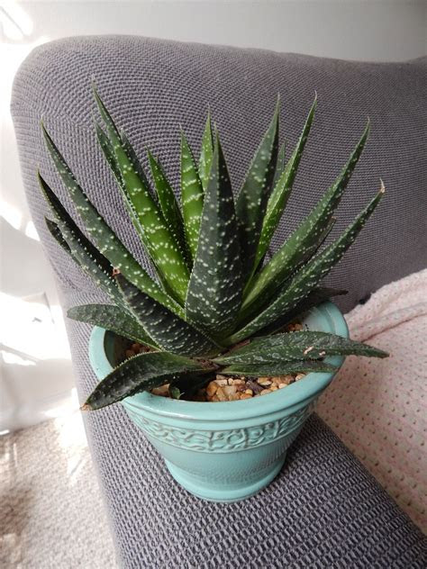 26.04.2021 · therefore, most gardeners plant aloe vera using offshoots, which tends to result in more successful plants. Aloe? Agave? Haworthia? : succulents