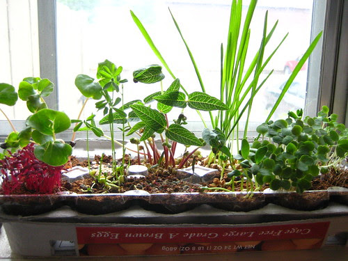Egg carton sprouts