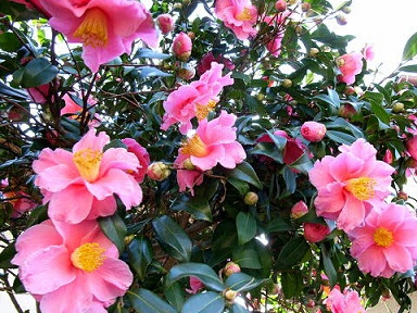 冬の色気のない景色に引き立てる椿と山茶花の花 南山建設ブログ