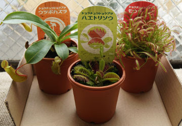 禍々しくも美しい 食虫植物 ハエトリソウ モウセンゴケ ウツボカズラ テキトー栽培記 その1 6月 Web雑記