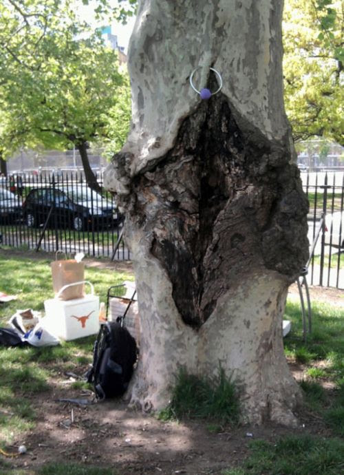 Tree Porn (12  pics)