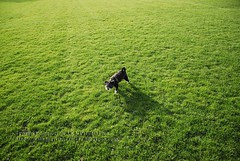 Small Dog