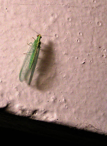 green bug on the wall 3
