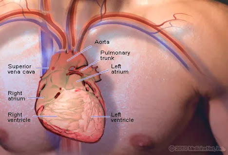 Illustration of the heart
