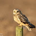 Short eared owl 