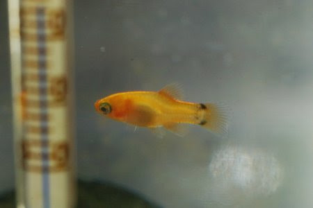 プラティ稚魚の色 Masa S Mini Aquarium 楽天ブログ