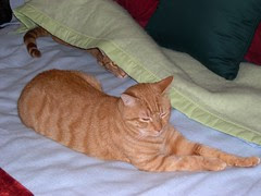 Milo and Otis are undercover brothers