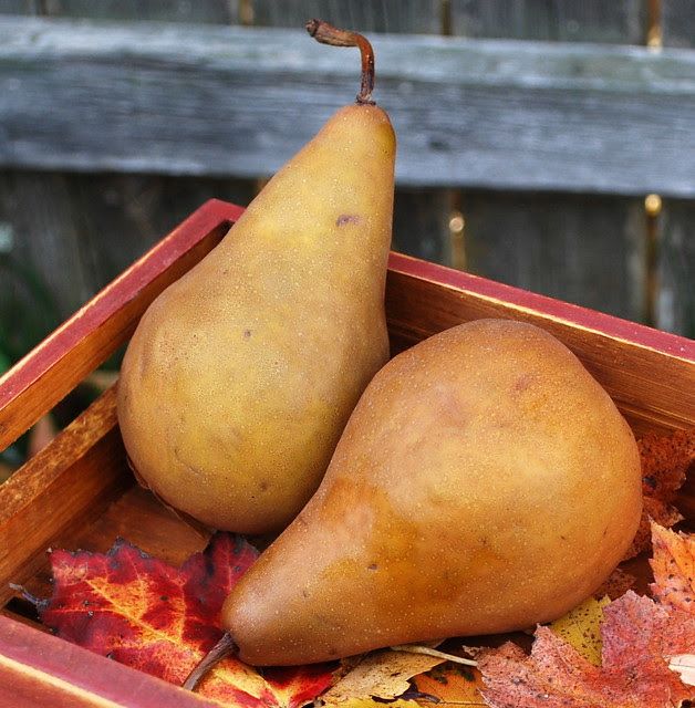 pears