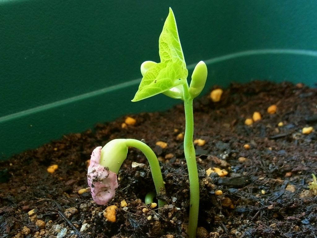 モロッコインゲンの発芽 Kochan S ベランダ菜園blog マンションガーデニング 家庭菜園 仙台グルメ キャンペーン情報等