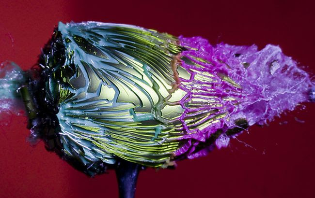 Amazing High Speed Photography by Alan Sailer (99 pics)