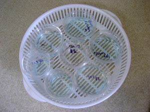 メダカ卵を育ててみよう 株式会社リーゾ