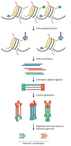 Compbio Epigenetic Regulation