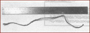 The researchers used a piece of string to measure the length of the lifeline.