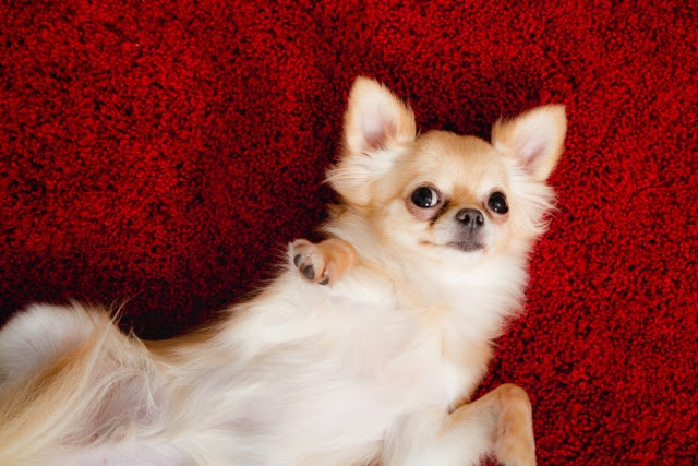 犬がお腹を見せるのはなぜ 仰向けでできる健康チェックとは