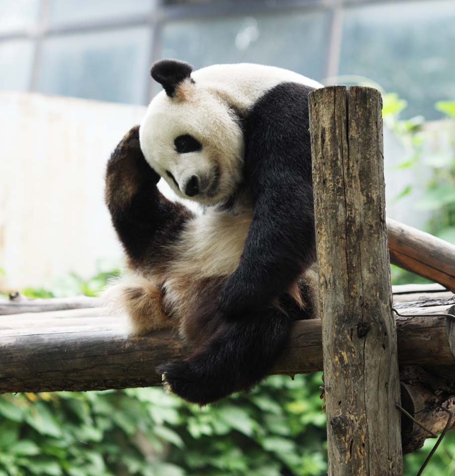 ゆんフリー写真素材集 No 7932 ジャイアントパンダ 中国 北京