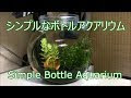 [ベスト] ボトル アクアリウム メダカ 512608-ボトルアクアリウム メダカ 100均