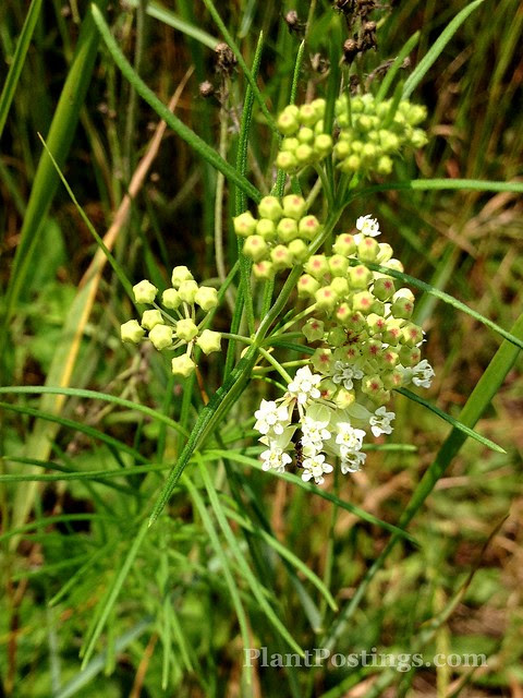 whorled1