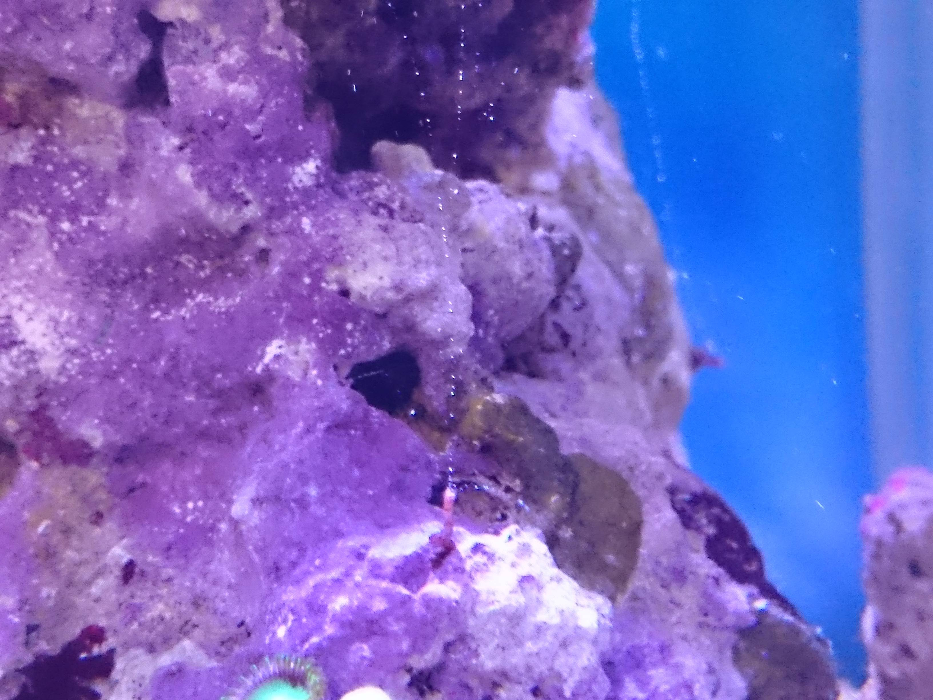 ライブロックに爆殖中の謎の棒状生物 駆除対象 30cm水槽の海水魚飼育