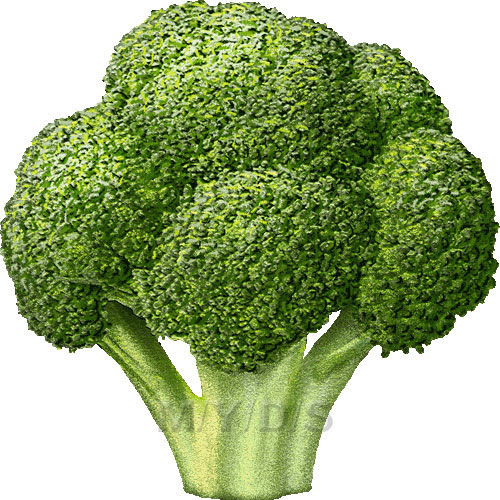 ブロッコリー ミドリハナヤサイ メハナヤサイ 緑花野菜 芽花野菜 のイラスト 条件付フリー素材集