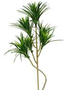 ユッカの育て方 自然と暮らす 観葉植物