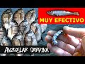 ▷ CÓMO ANZUELAR una SARDINA PARA PESCAR