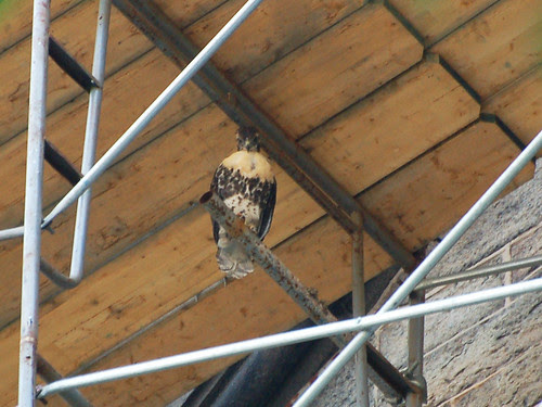 Cathedral Red-Tail Fledgling