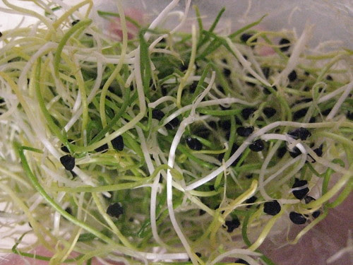 yum onion sprouts