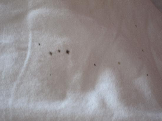 bed bug blood droppings on pillow - Picture of AKWA Guesthouse, Ko ...