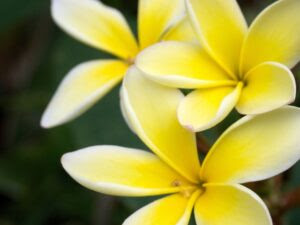 プルメリアの花言葉と意味 ハワイ語との関係は Flovia