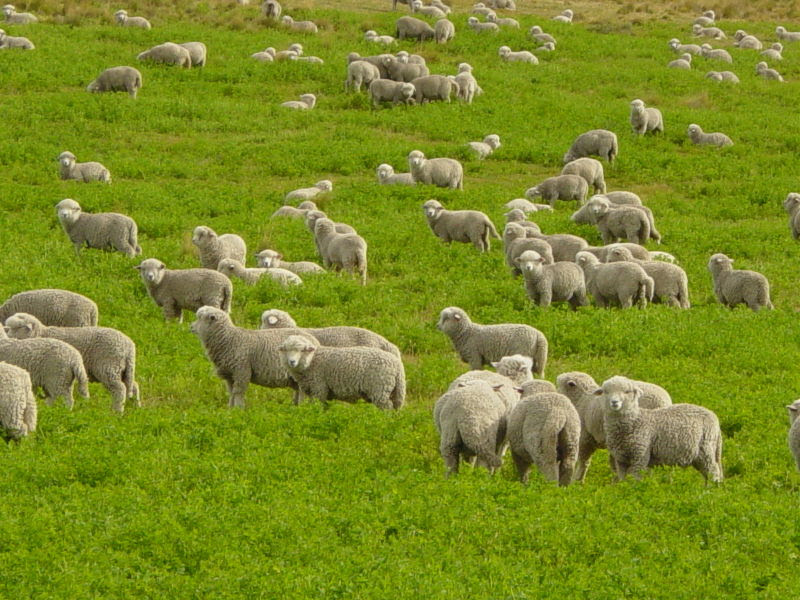sheep