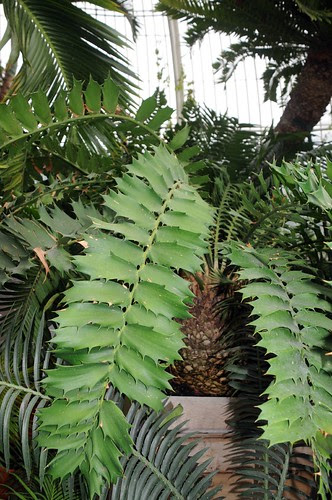 encephalartos ferox6