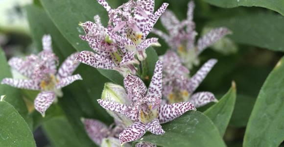 ホトトギス特集 山野草 高山植物の通信販売店 岩崎園芸ネットストア