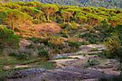 Parasol pines forest in the sunset light - Provence