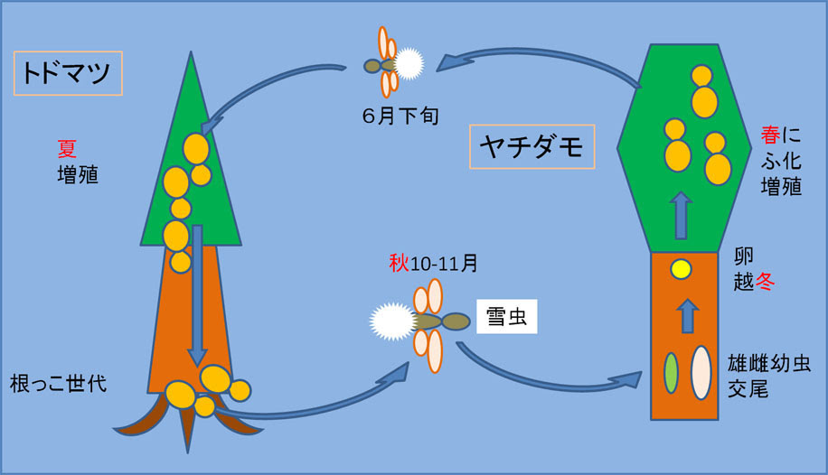 雪虫の舞い ワタムシ 綿毛１