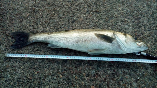 出世魚 一覧 海水魚の種類と釣り方