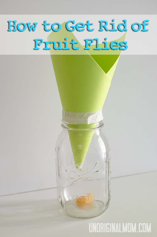 how to get rid of fruit flies in house