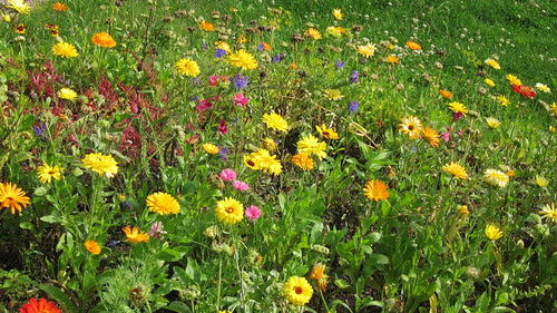 Kukat elokuussa by Anna Amnell